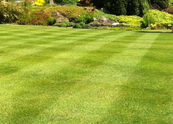 Commercial Grass Cutting in Orange Park