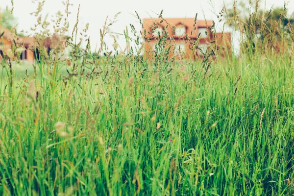 Tall Grass Cutting in Orange Park
