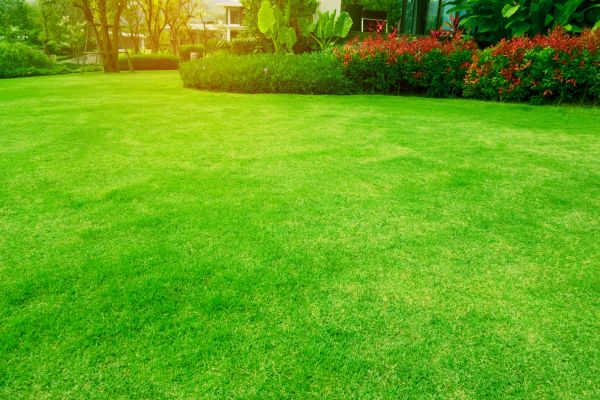 Grass Maintenance in Orange Park