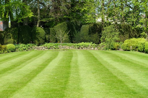 Grass Care Service in Orange Park