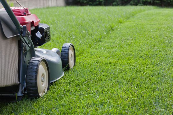 Summer Lawn Care in Orange Park