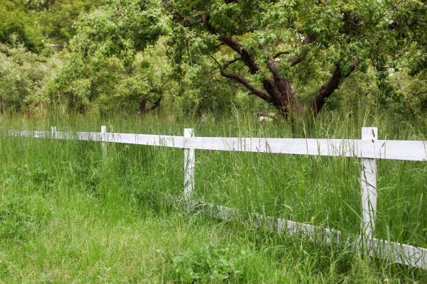 Fence Line Trimming in Orange Park