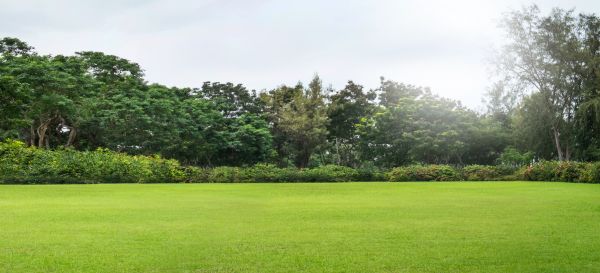 Golf Course Mowing in Orange Park