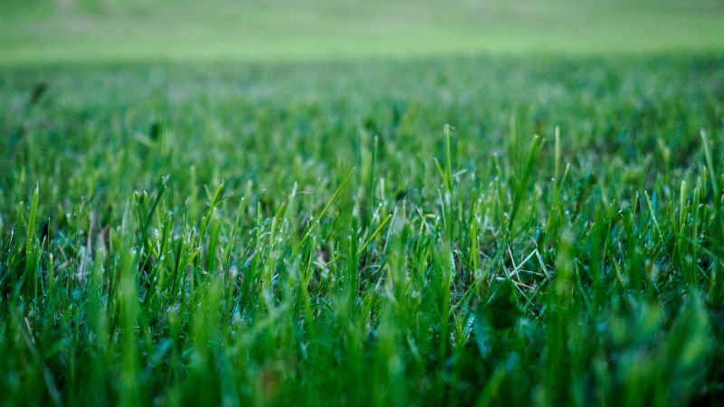 Commercial Lawn Care detail